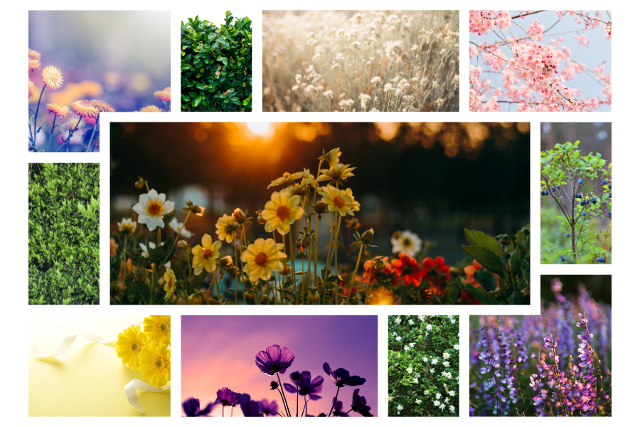 Blooming in Different Seasons